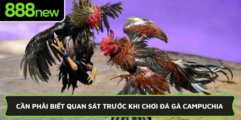 Cần phải biết quan sát trước khi chơi đá gà Campuchia