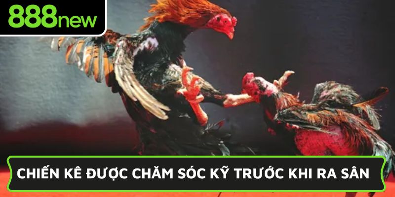 Chiến kê được chăm sóc kỹ trước khi ra sân