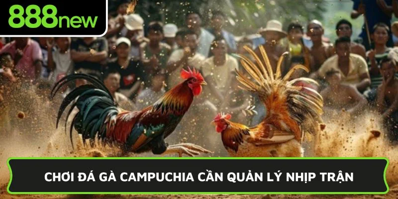 Chơi đá gà Campuchia cần quản lý nhịp trận