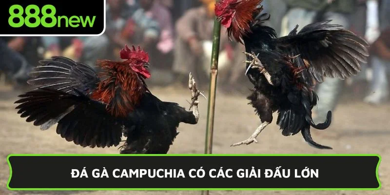 Đá gà Campuchia có các giải đấu lớn