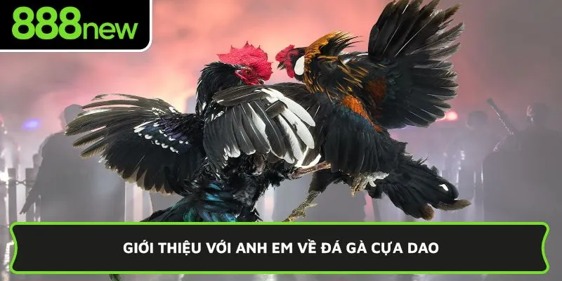 Giới thiệu với anh em về đá gà cựa dao