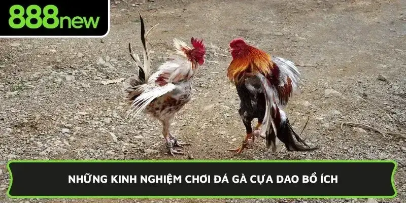 Những kinh nghiệm chơi đá gà cựa dao bổ ích