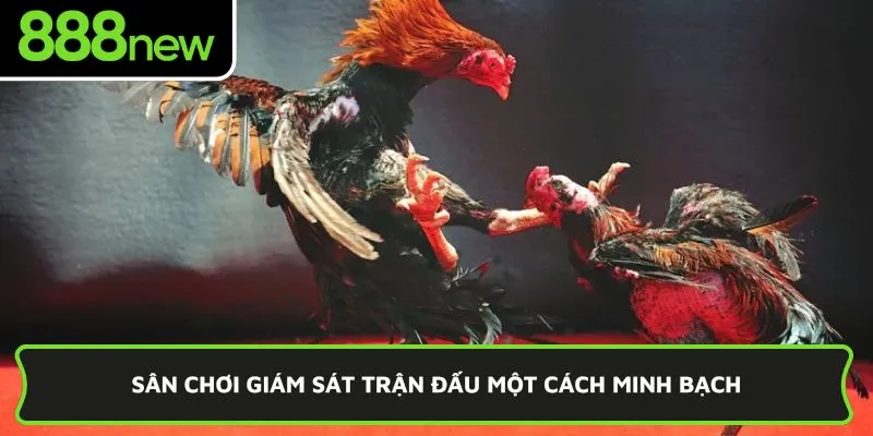 Sân chơi giám sát trận đấu một cách minh bạch