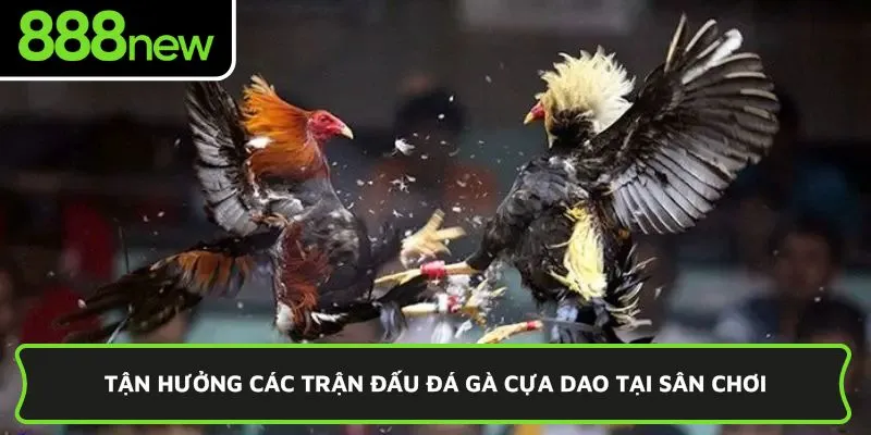 Tận hưởng các trận đấu đá gà cựa dao tại sân chơi